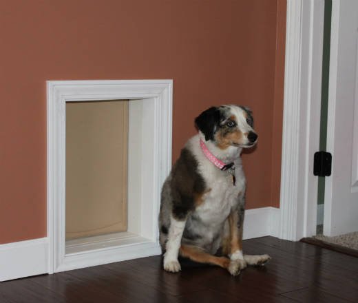 what is the best wall dog door