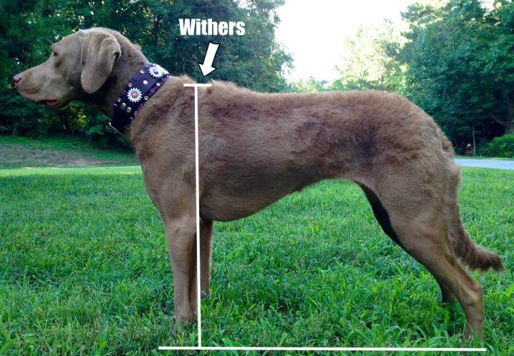 withers (1)